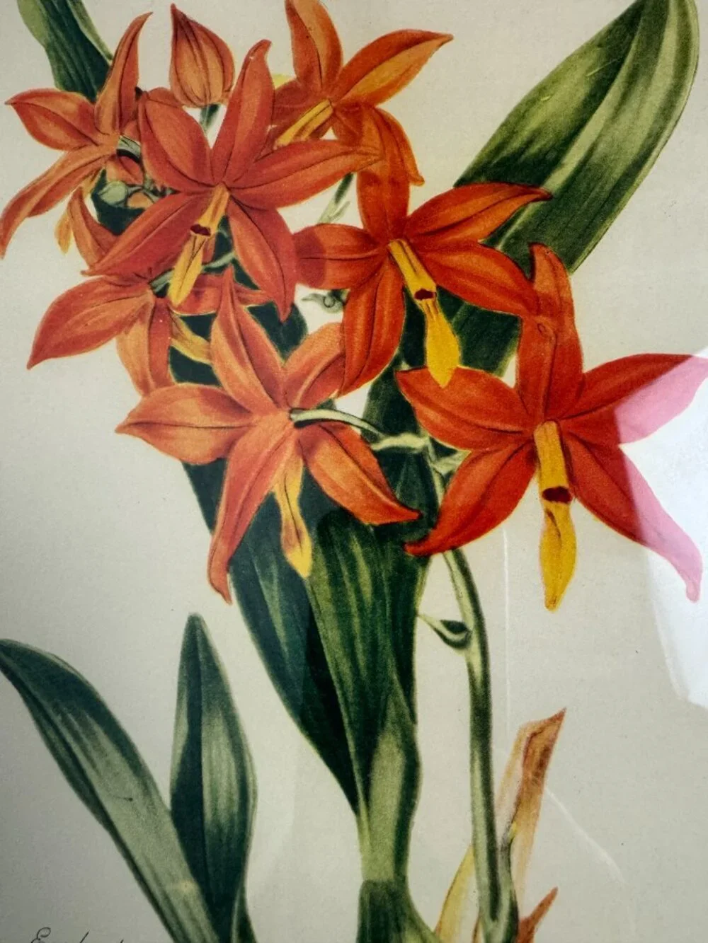 Vintage Miss S.A.Drake Epidendrum Vitellinum Flower Framed Botanical Watercolour
